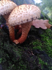 Pholiota squarrosa