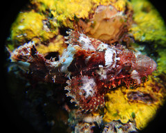Scorpaenopsis oxycephalus