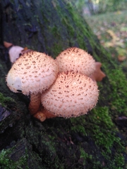 Pholiota squarrosa
