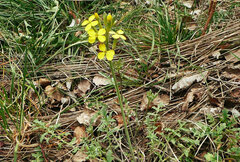 Coincya monensis cheiranthos