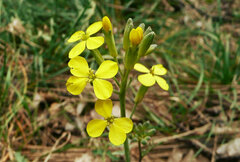 Coincya monensis cheiranthos
