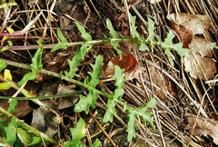 Coincya monensis cheiranthos