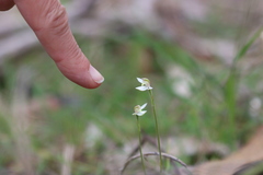 Caladenia prolata