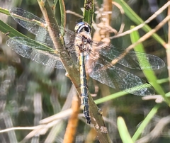 Hemicordulia australiae