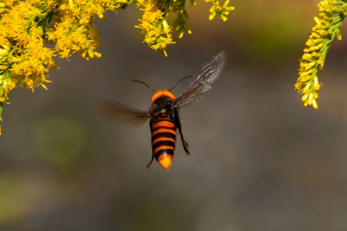 Northern giant hornet