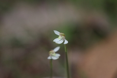 Caladenia prolata