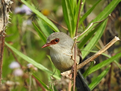 Malurus lamberti