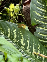 Neurothemis terminata