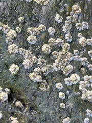 Semibalanus balanoides