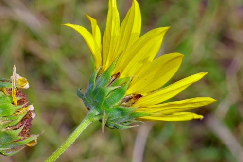Image of Helianthus praecox by (c) Michelle W. （鍾偉瑋）, some rights reserved (CC BY)