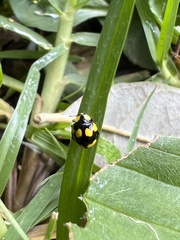Illeis galbula