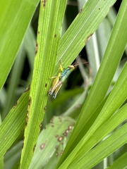 Caryanda spuria
