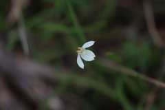 Caladenia prolata