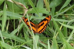 Byblia anvatara