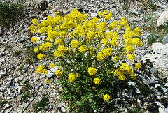 Coincya monensis cheiranthos