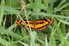 Byblia anvatara