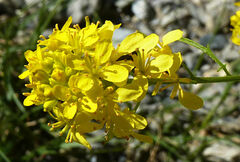 Coincya monensis cheiranthos