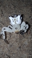 Epicadus heterogaster