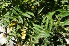 Coincya monensis cheiranthos