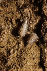 Lophoproctidae
