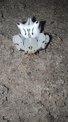 Epicadus heterogaster