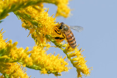 Apis cerana japonica