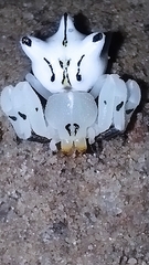 Epicadus heterogaster