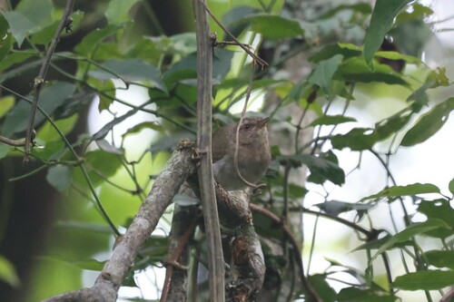 Green Crombec (Sylvietta virens), photo 5