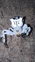 Epicadus heterogaster