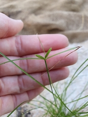 Cyperus gracilis