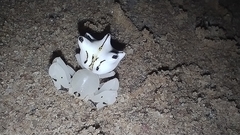 Epicadus heterogaster