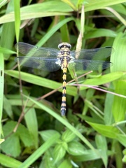 Ictinogomphus decoratus