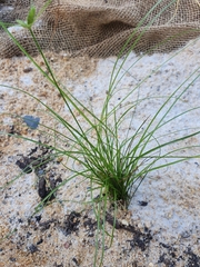 Cyperus gracilis