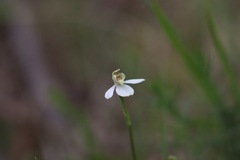 Caladenia prolata