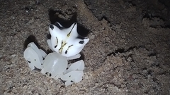 Epicadus heterogaster