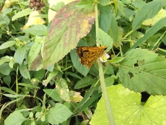Ampittia dioscorides