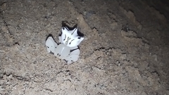 Epicadus heterogaster