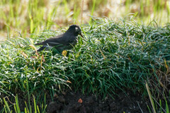 Spodiopsar cineraceus