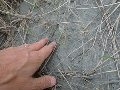 Ozothamnus leptophyllus