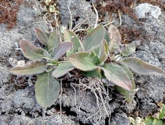 Hieracium lepidulum