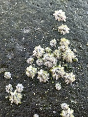 Austrominius modestus