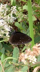 Euploea tulliolus