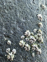 Austrominius modestus