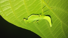 Macromantis hyalina