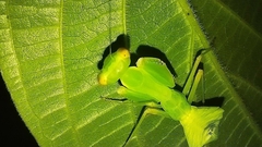 Macromantis hyalina