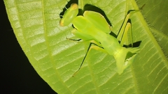 Macromantis hyalina