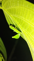 Macromantis hyalina