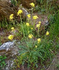 Coincya monensis cheiranthos