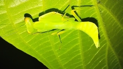 Macromantis hyalina