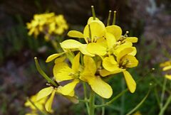 Coincya monensis cheiranthos